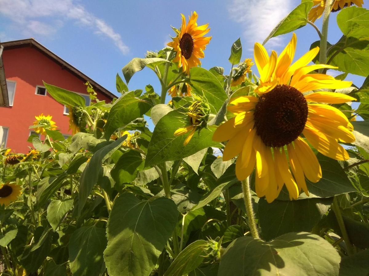 Guest House Sunflowers Pomorie Exterior photo